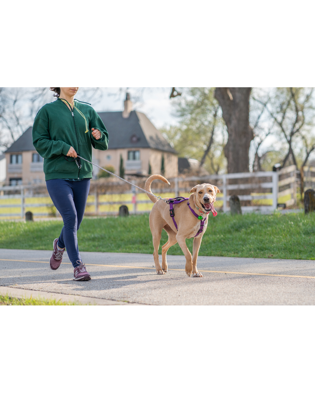 Dog Walking/ Exercise (One a Day) Dog Walking/ Exercise (One a Day)