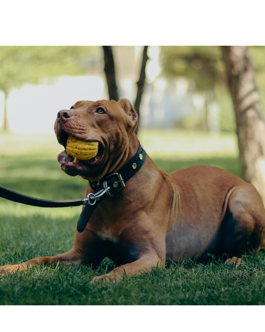 Dog Walking/ Exercise (One a Day) Dog Walking/ Exercise (One a Day)