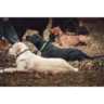 Advanced Dog Training in Delhi