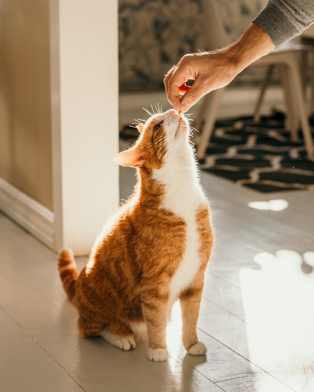 BASIC CAT TRAINING BASIC CAT TRAINING