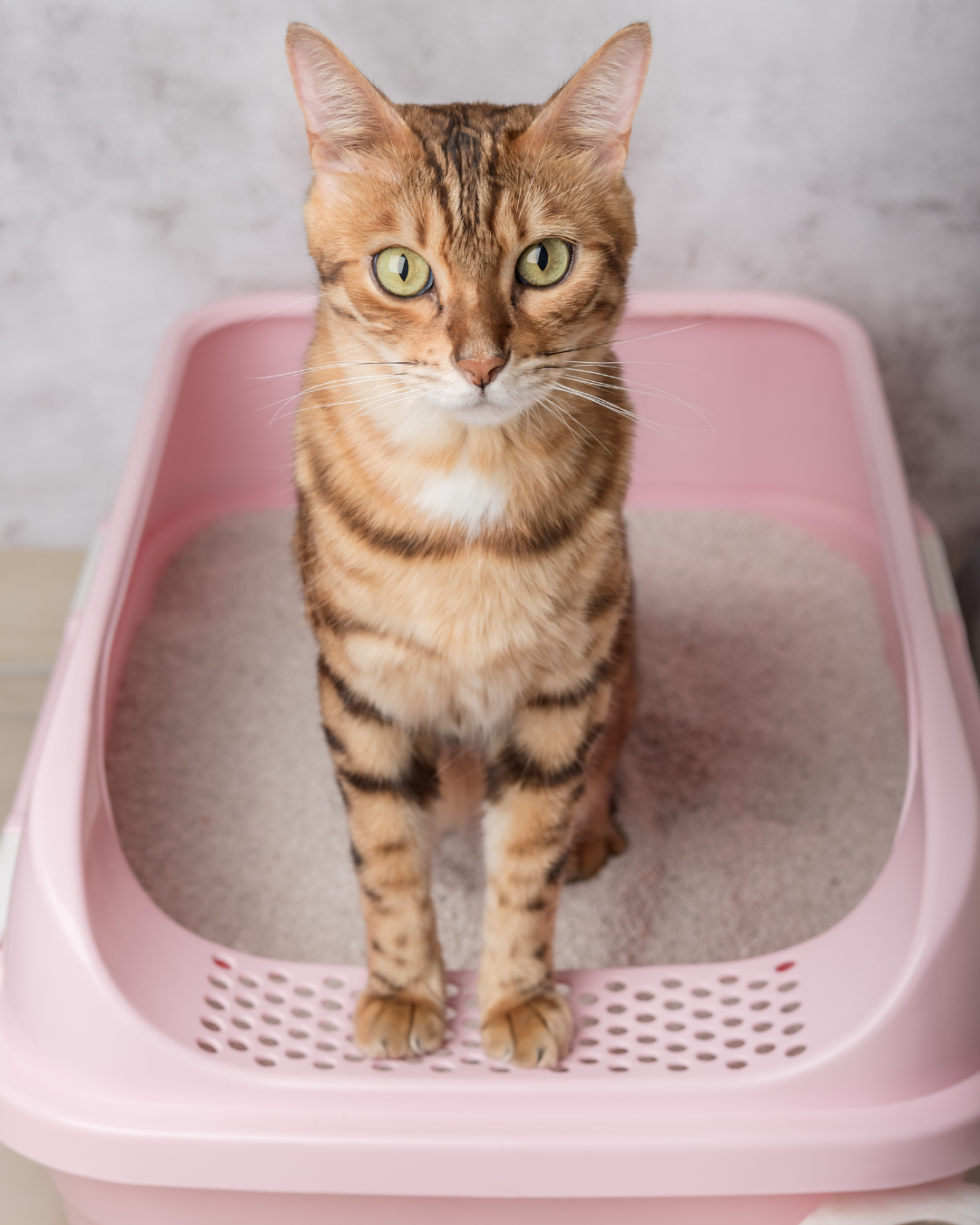 Cat Behaviour Training Cat Behaviour Training