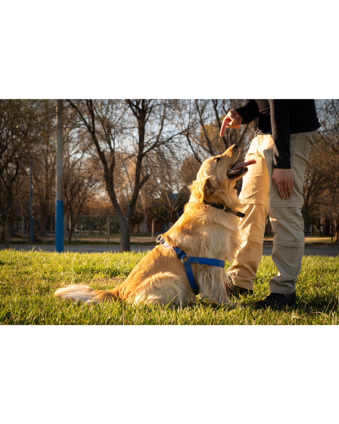 Dog Walking/ Exercise (Thrice a Day) Dog Walking/ Exercise (Thrice a Day)