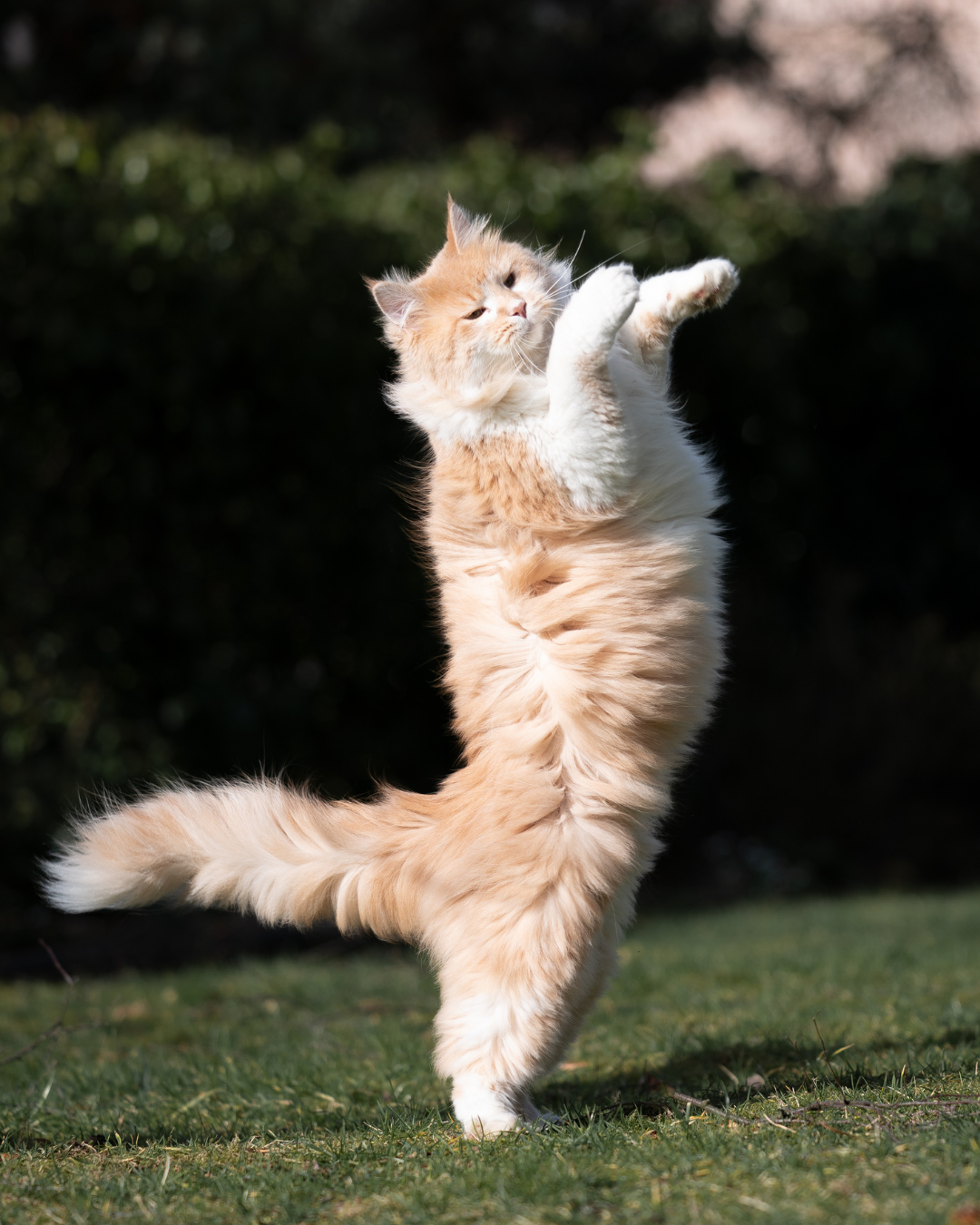 Cat SMART TRAINING (ADVANCED) Cat SMART TRAINING (ADVANCED)