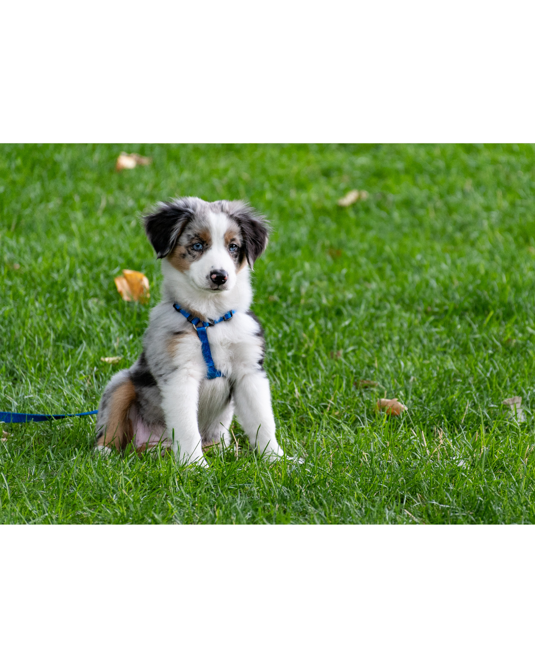 Puppy Training Puppy Training