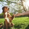 Dog Training Near Me