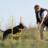 Dog Training in Pitampura