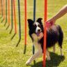 Dog Training Delhi