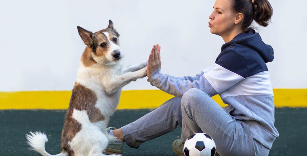Dog Training in Gurgaon